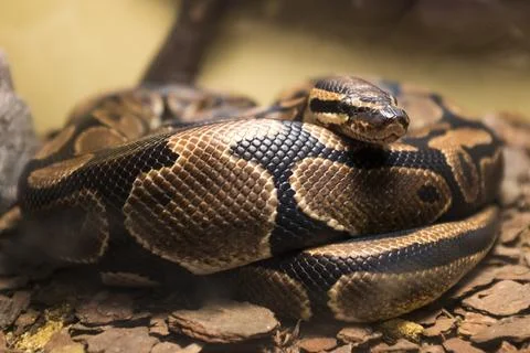 Coiled Python Snake Resting on Forest Floor 写真素材