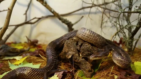 Coiled rat snake slithers in its enclosu... | Stock Video | Pond5