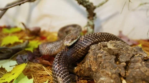Coiled rat snake slithers in its enclosu... | Stock Video | Pond5