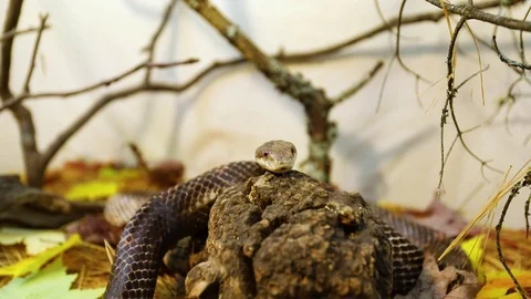 Coiled rat snake slithers in its enclosu... | Stock Video | Pond5