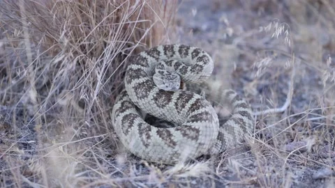 Coiled rattlesnake against a patch of grass glares and rattles a warning Stock Footage 199891793