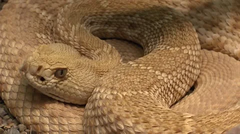 Coiled Rattlesnake Stock Footage 11762554