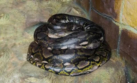Coiled up reticulated python worlds longest snake there is, a dangerous big c Stock Photos