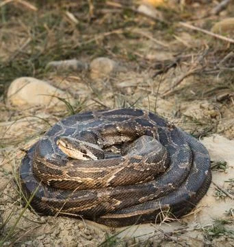 Coiled rock python in Chitwan National Park Stock Photos
