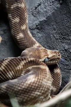 Coiled rough-scaled python (Morelia carinata) snake atop a grey stone Stock Photos