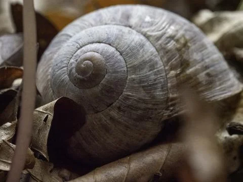 Coiled shell rests among fallen leaves Stock Photos