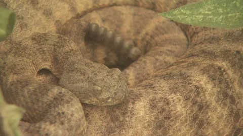 Coiled Up Snake Stock-Footage 19071281