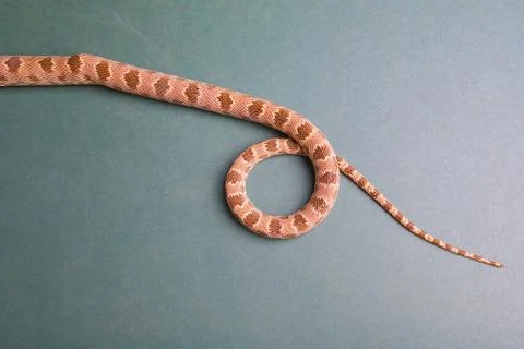 Coiled snake on green background 写真素材