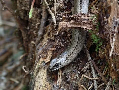 Coiled snake grips rugged tree trunk with peeling bark, tangled roots and h.. Stock Photos