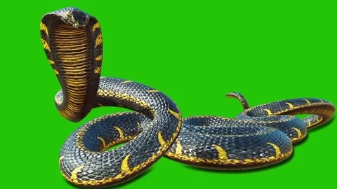 Coiled Snake Isolated on Green Screen Background Stock Footage 338040774