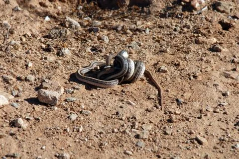 A coiled snake Stock Photos