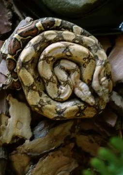 Coiled snake. Stock Photos