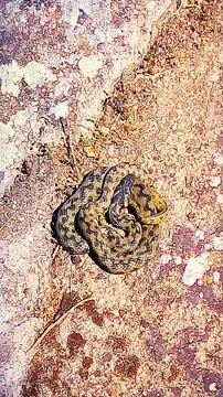 Coiled snake Stock Photos