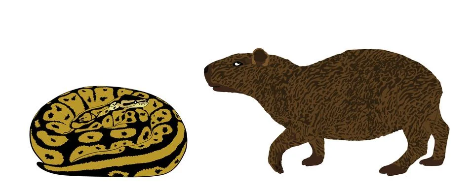 Coiled snake python attack Capybara vector illustration Stock Illustration