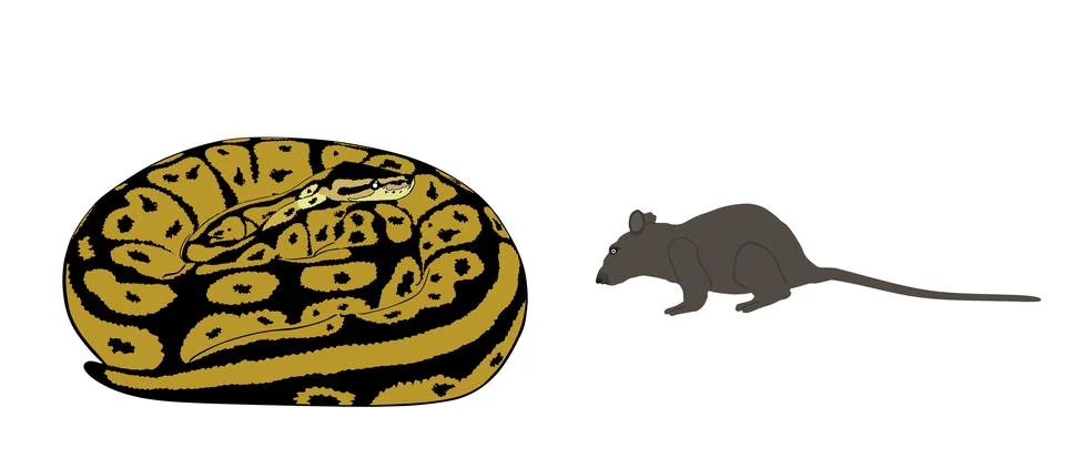 Coiled snake python attack rat vector illustration Stock Illustration