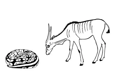 Coiled snake python chasing eland antelope Stock Illustration