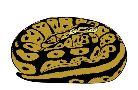Coiled snake python vector illustration isolated. Stock Illustration