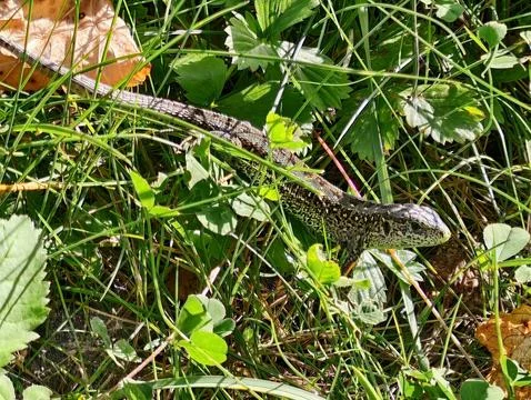 Coiled snake resting among dense grasses and broad leaves under bright sunl.. Stock Photos