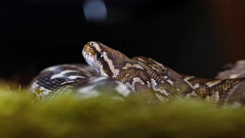 Coiled Up Snake Stock Videos – Royalty-Free HD & 4K Videos | Page 2