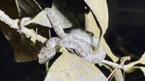 Coiled snake rests on leafy branch displaying intricate patterned scales in Stock Footage 337948266