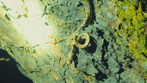 A coiled snake rests on a mossy tree trunk in a dark forest in Ecuador Stock Footage 345641388