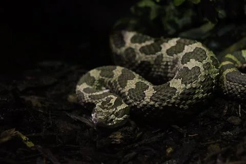 Coiled snake on wet ground Stock Photos