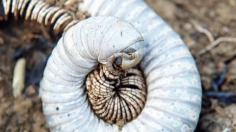 Coiling Millipede Spiral Movement Top View Macro Ground Habitat FHD Footage Video stock 321067527