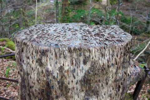 Coin covered tree stump Stock Photos