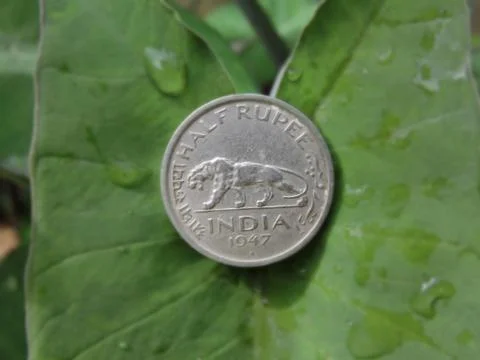 Coin putted on the leaf Stock Photos