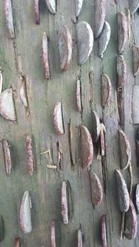 Coin-studded tree trunk symbolizing wishes &amp; tradition Stock Photos