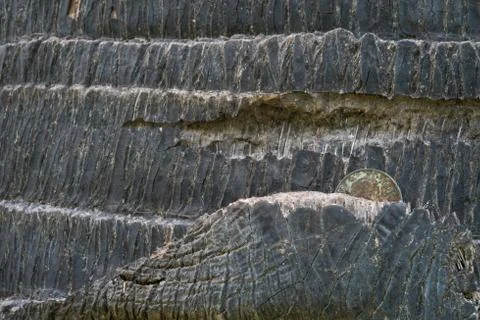A coin in the tree Stock Photos