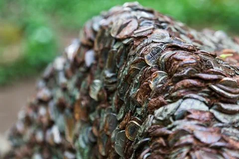 Coin tree Stock Photos