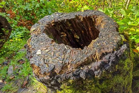 Coins Embedded in Mossy Tree Stump Wishing Tree as Votive Luck Offering Stock Photos