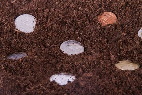 Coins growing in soil Stock Photos