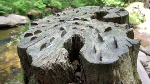 Coins hammered into Wish Tree Video stock 156623045