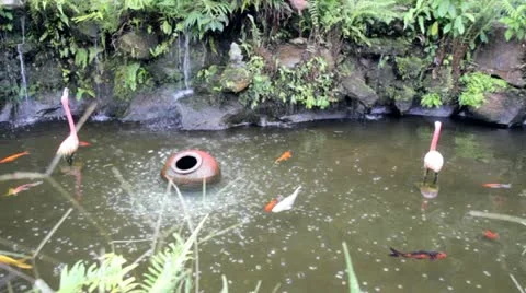 Coins In The Pond Video stock 10871808