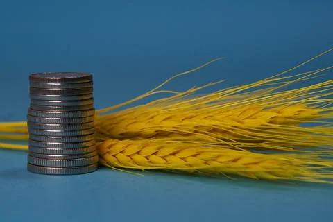 Coins stack with yellow wheat ears on blue background Stock Photos