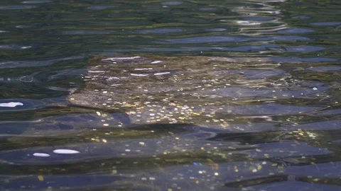 Coins in the water 動画素材 103060831