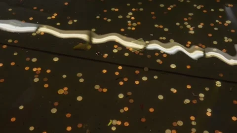 Coins in water with light reflection Stock Footage 312072860