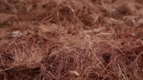 Coir, also called coconut fiber, is extracted from the outer husk of coconut Stock Footage 248087142