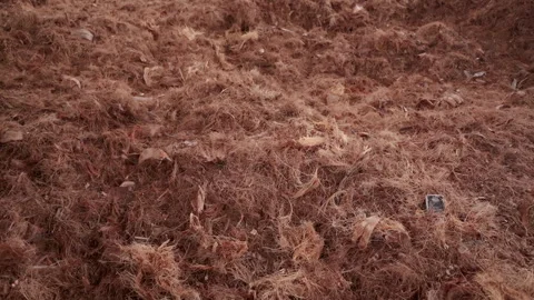 Coir, also called coconut fiber, is extracted from the outer husk of coconut Stock Footage 248087286