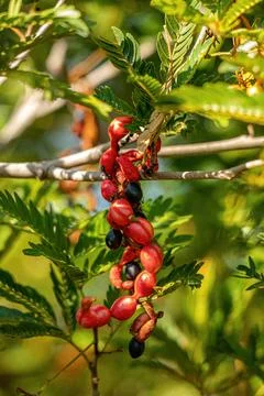 Cojobas Tree Fruit Foto stock