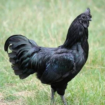 Coke chicken Foto stock