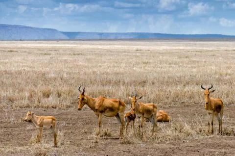 Coke's hartebeest Stock Photos