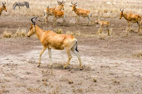 Coke's hartebeest Stock Photos