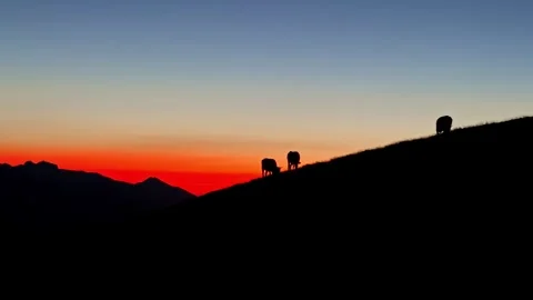 Col d'Aubisque Cows and People Silhouettes on Mountain Slope at Sunset in Stock Footage 346576264