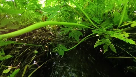 Col Valvacin - Buffaure - Sas d Adam - Italy Stock Footage 314125545