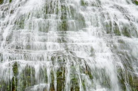 Cola de caballo Fotos de archivo