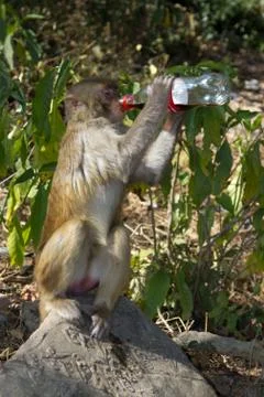 Cola-monkey Foto stock