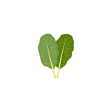Colard greens. Stock Illustration